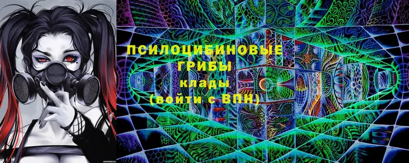 закладка  Скопин  Галлюциногенные грибы Cubensis 